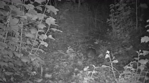 Wild rat at night from trail camera view Video stock 136334309