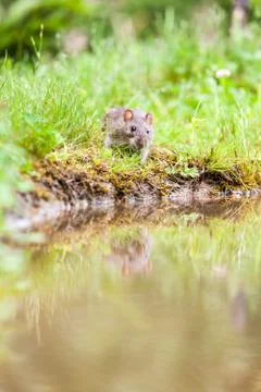 Wild rat Foto stock