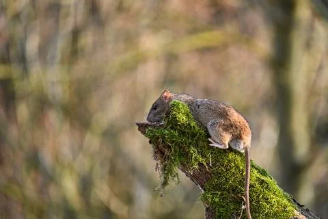 A wild  rat Stock Photos