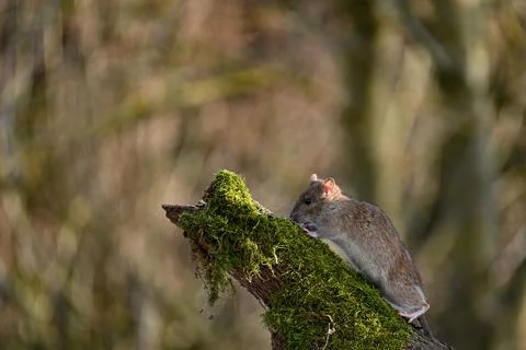 A wild  rat Stock Photos
