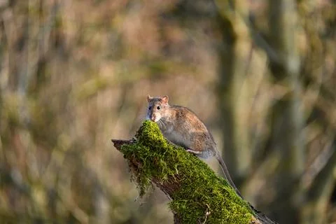 A wild  rat Foto stock