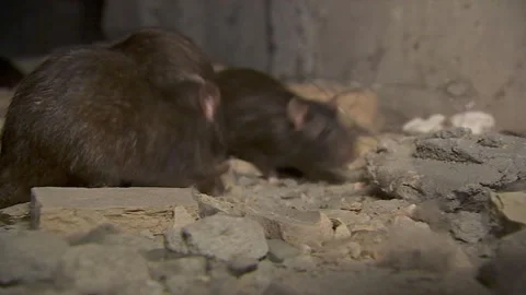 Wild rat sniffs and comes close to the camera Stock Footage 136623779
