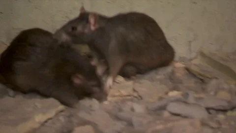 Wild Rats Stock Footage 76364241