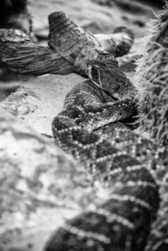 Wild rattlesnake Stock Photos