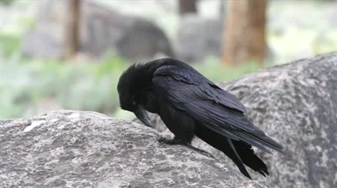 Wild raven Stock Footage 12346080