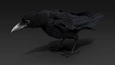 Wild raven sitting on ground. 3d rendering. High quality 4k footage. Stock Footage 254478038