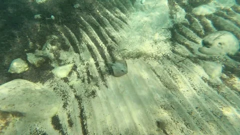 Wild Ray Fish Spotted Underwater at Kanali Beach, Kefalonia Stock Footage 340298805