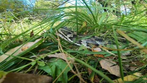 Wild Reality Stock Footage 153599794