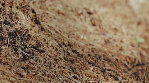 Wild red ants Video stock 61577060