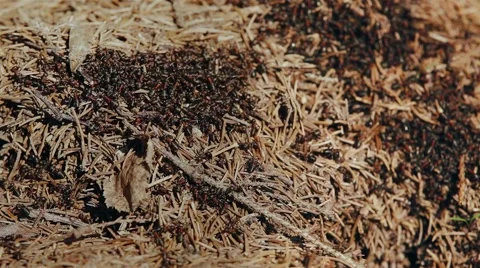 Wild red ants Video stock 61578673