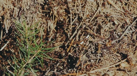 Wild red ants Stock Footage 61579343