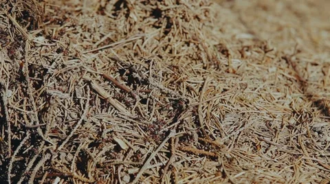 Wild red ants Stock Footage 61579379