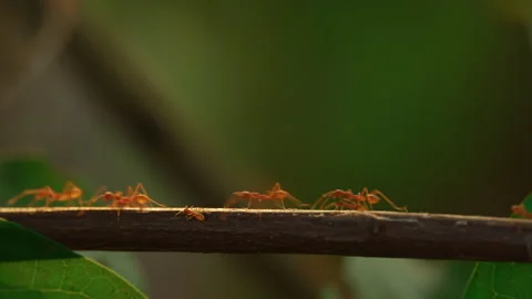 Wild red ants run along a tree branch in tropical rainforest. Extreme close up Video stock 246588939