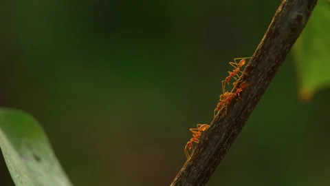 Wild red ants run along a tree branch in tropical rainforest. Extreme close up Stock Footage 246588958
