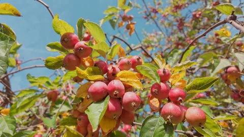 Wild red apples on branches sway in autumn breeze, against of yellowed fall Stock Footage 336097003