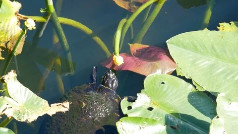 Wild Red-Bellied Cooter Turtle Eating a Plant in Everglades National Park Stock Footage 104270057