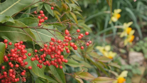 Wild red berries on a bush. Stock Footage 128038708