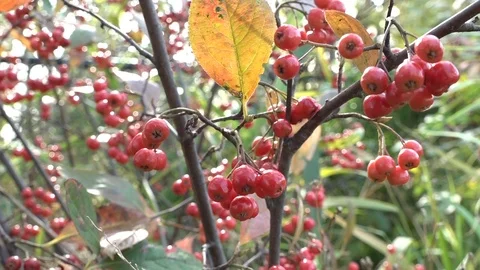 Wild Red Berries Video stock 98994288