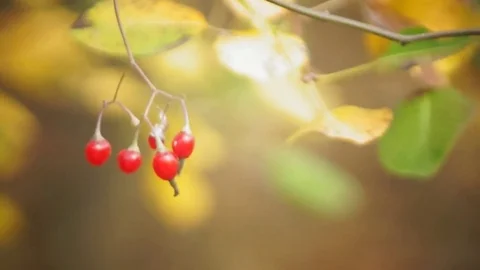 Wild red berries in the forest 스톡 동영상 81449871
