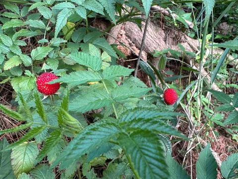 Wild red berries in the forest Stock Photos