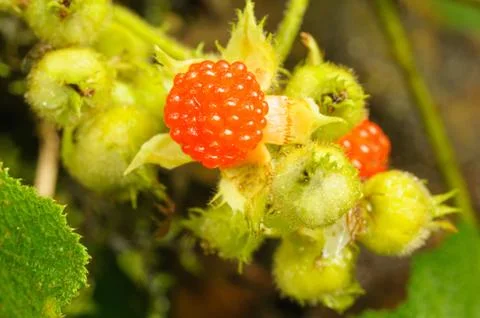 Wild red berries. Stock Photos
