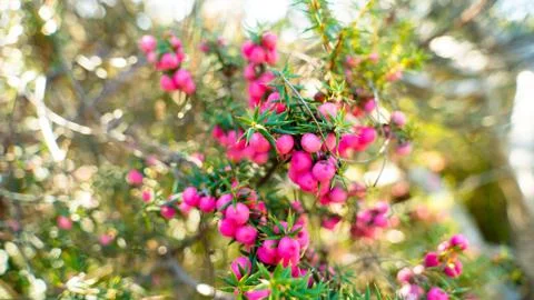 Wild red berries Stock Photos