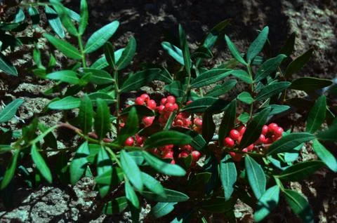 Wild red berries Stock Photos