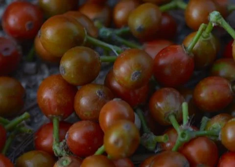 Wild red berries Stock Photos