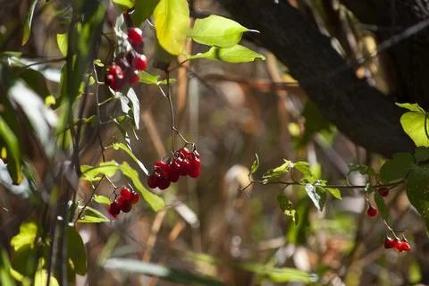 Wild Red Berries Stock Photos