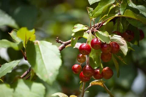 Wild Red Berries Stock Photos