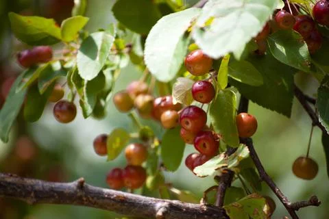 Wild Red Berries Stock Photos