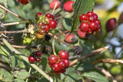 Wild red berries Stock Photos