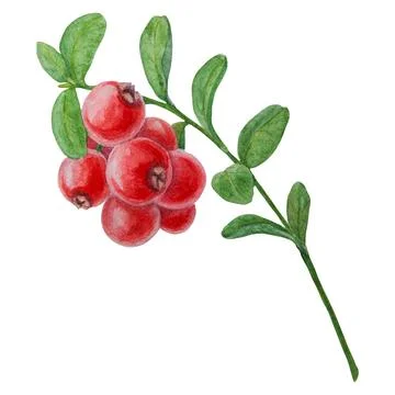 2,863,133 Red Berries Images, Stock Photos, 3D objects, & Vectors