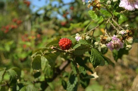 A wild red berry Stock Photos