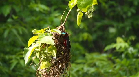 Wild red bird nesting on branch of tree Stock Footage 45450381