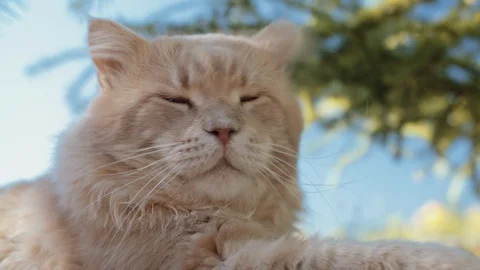 Wild Red Cat Looking Around and Yawning 스톡 동영상 93672831