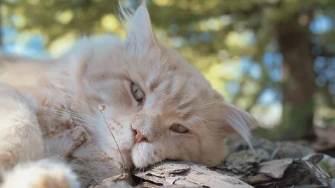 Wild Red Cat Lying Down and Looking at Camera Stockbeeldmateriaal 93677052