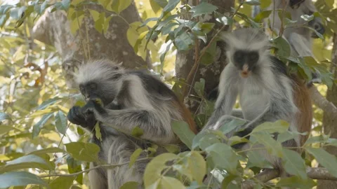 Wild red colobus monkey feeding on leaves in Jozani tropical forest, Stock Footage 236373586