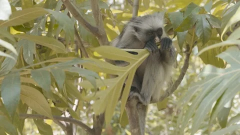 Wild red colobus monkey feeding on leaves in Jozani tropical forest, Stock Footage 236374791
