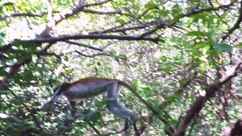 Wild Red Colobus monkey jumping on the tree in Zanzibar Stock Footage 146070434