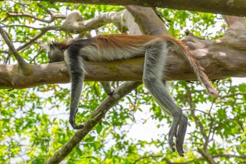 Wild Red Colobus monkey. Stock Photos