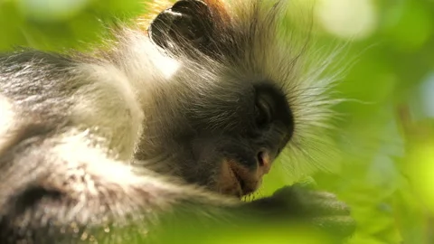 Wild red colobus monkey sitting on the branch in tropical forest. during a Video stock 151303901