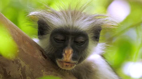 Wild red colobus monkey sitting on the branch in tropical forest. during a Stock Footage 151595321