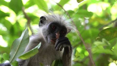 Wild red colobus monkey in tropical forest, island Zanzibar, Tanzania, Africa Stock Footage 124349199