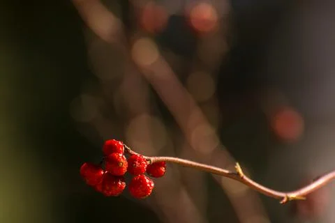 Wild red-colored berry, selective focus. Stock Photos