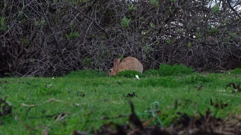 Wild red colored rabbit eating grass and hopping across meadow Video stock 335217372