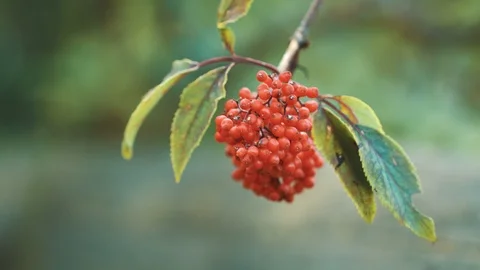 Wild Red Currants Stock Footage 94958242