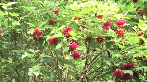 Wild Red Currents 01 Video stock 30719325