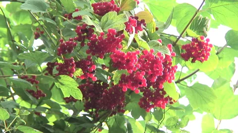Wild Red Currents 02 Video stock 30718783