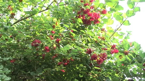Wild Red Currents 03 Video stock 30718817